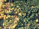 goldener Herbst