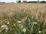 weite Kornfelder