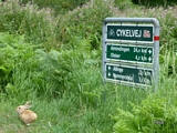 Hasen am Veloweg