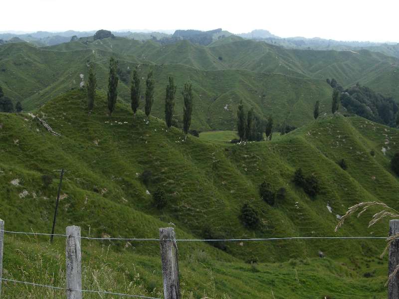 du-nz196.jpg
