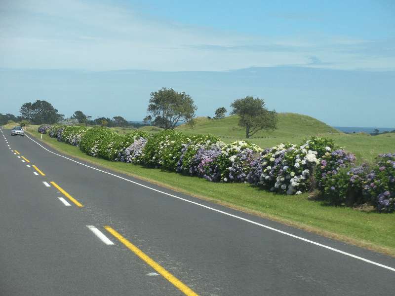 du-nz202.jpg