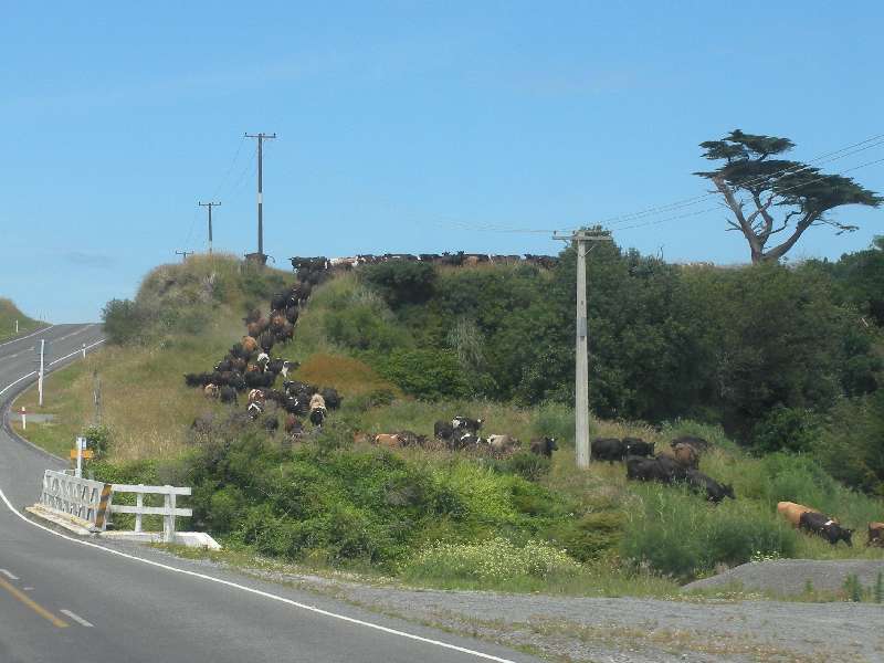 du-nz205.jpg