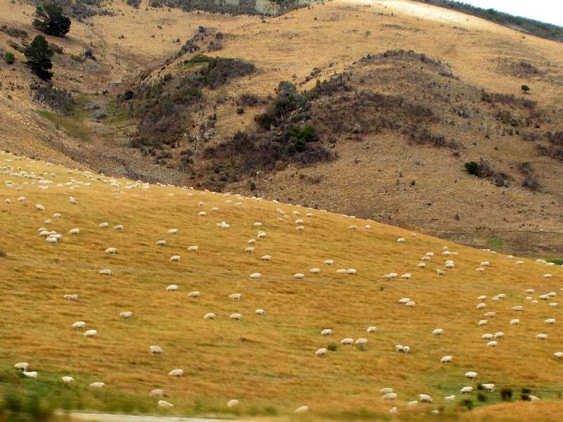 du-nz311.jpg