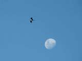 flying to the moon
