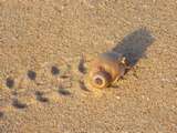Rennschnecke