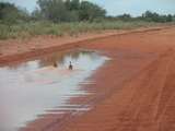 Enten schwimmen auf der Strasse