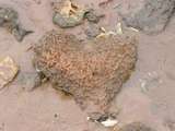 Funde am Strand