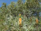 Banksia am Weg
