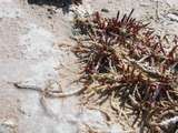 Salicornia