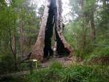 Giant Tringel Tree