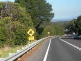 Vorsicht Koalas!