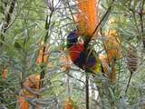 ...auf der Banksia