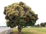 der Zweierlei-Pohutukawa