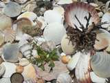 so viele Muscheln