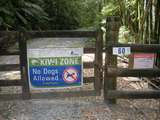hier hat es noch Kiwis