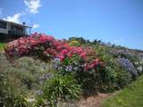 Rosen, Schmucklilien und Hortensien