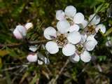 Manuka