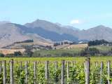 kahle Berge und weite Reben in Blenheim