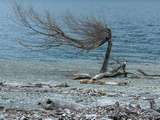 an einem Rastplatz am Wanaka-See