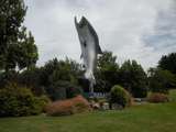 Lachs in Rakaia
