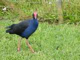 ein Swamphen