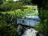 im Wassergarten