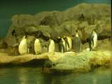 im Pinguinhaus