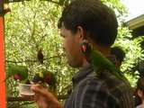 zutrauliche Lories