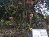 der Kanonenkugelbaum