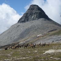 Video Sommerwanderung Kistenpass 2007