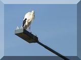 auf dem Beobachtungsposten