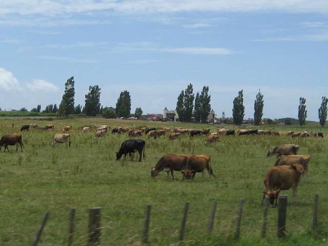 nz076.jpg