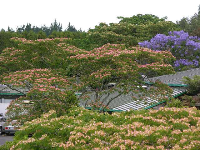 nz083.jpg