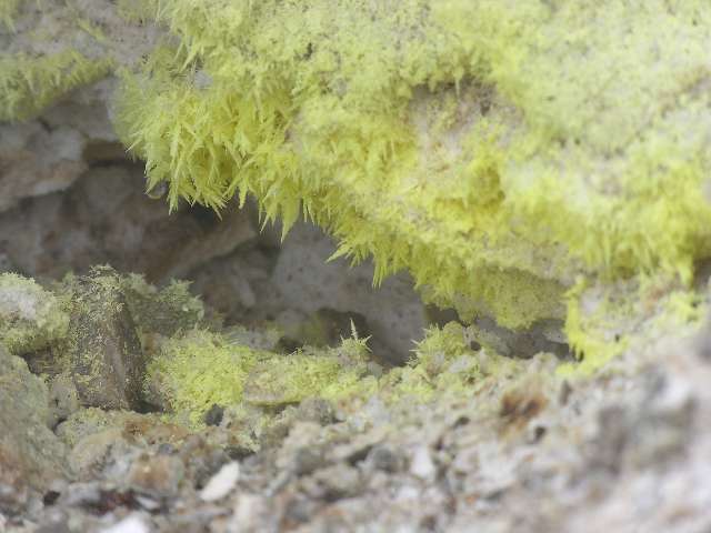 nz102.jpg