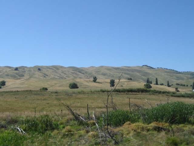 nz165.jpg