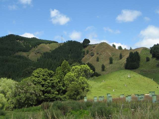 nz229.jpg