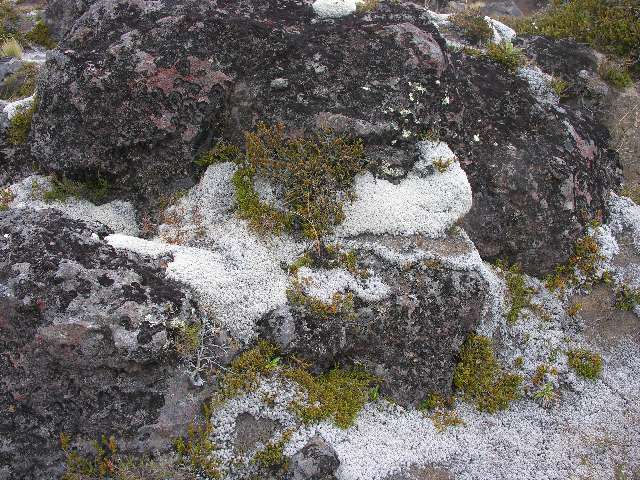 nz266.jpg