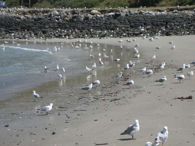 nz442.jpg
