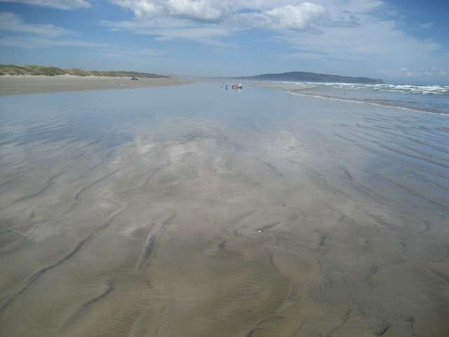 nz489.jpg