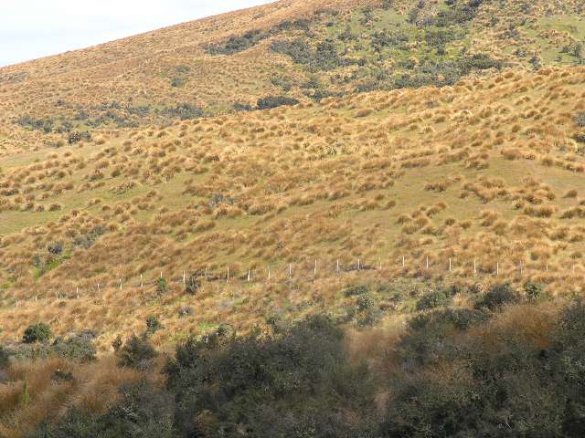 nz545.jpg