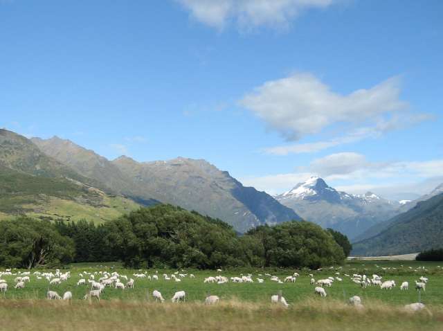 nz609.jpg