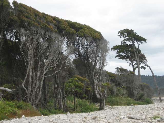 nz623.jpg