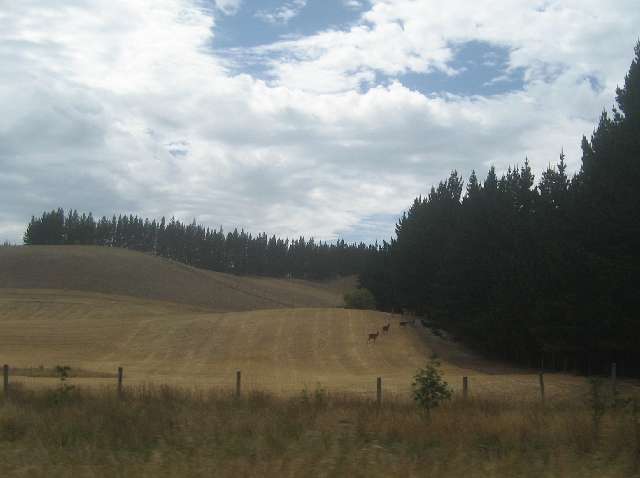 nz763.jpg