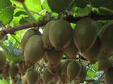 Kiwi - die Frucht