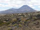 beginnende Vegetation auf der Lava