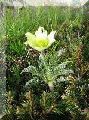 Schwefelanemone