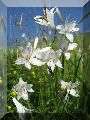 Paradieslilien