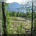 vermooste Wiesenw&auml;sserchen