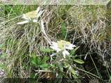 Alpen-Edelweiss