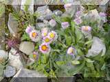 Alpen Berufskraut oder Erigeron Alpinus (G&auml;nsebl&uuml;mchenart)